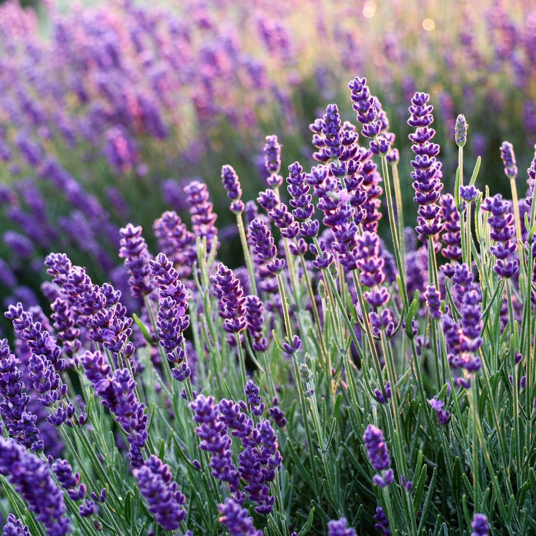 Lavender Essential Oil - USDA Organic, 100% Pure, Natural