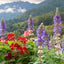 Harnessing the Power of Essential Oils for Fertility and Hormone Balancing: Clary Sage and Geranium by Lotus Home Essentials