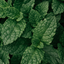 Peppermint 100% Pure Essential Oil